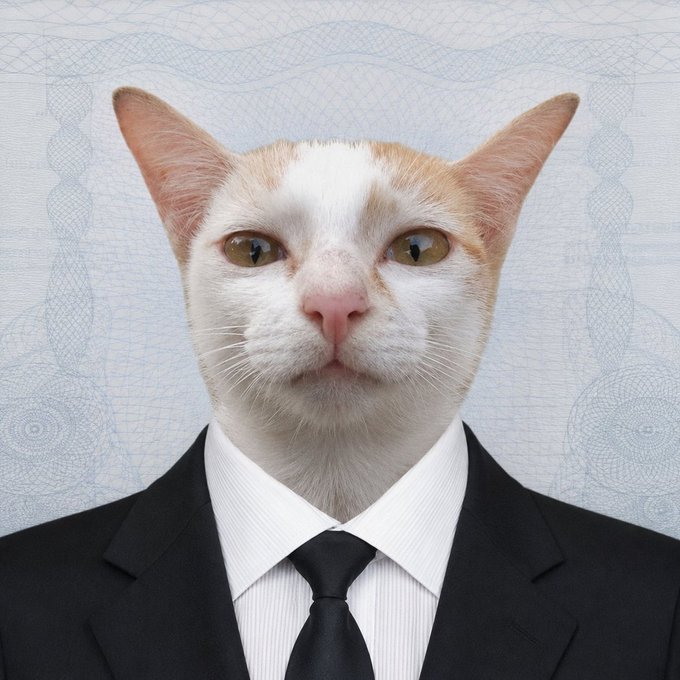 Photo of an orange and white cat wearing a black business suit, white shirt, and black tie, set against a patterned light blue background.