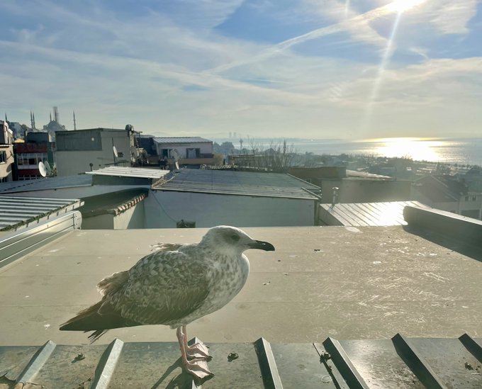 A seagull stands on a rooftop ledge with a cityscape, water, and bright sun in the background.