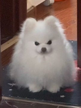 A fluffy white Pomeranian dog with dark eyes and a black nose, looking directly at the camera while sitting on a dark surface.