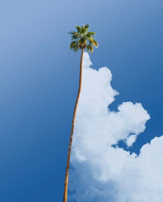 A towering palm tree stretches upward into a vibrant blue sky, its slender trunk leading to a small crown of green fronds at the top. A large, fluffy white cloud floats beside the tree, adding a soft contrast to the scene.