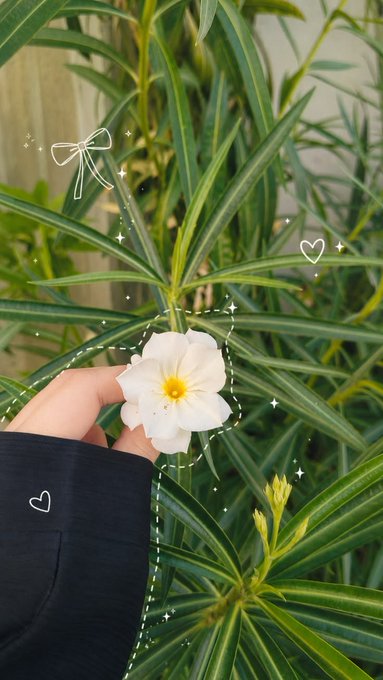 A hand in a dark sleeve holds a white flower with a yellow center against a backdrop of green leaves, decorated with drawn hearts and sparkles.
