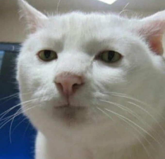 A close-up portrait of a white cat with green eyes and a pink nose looking calmly at the camera.