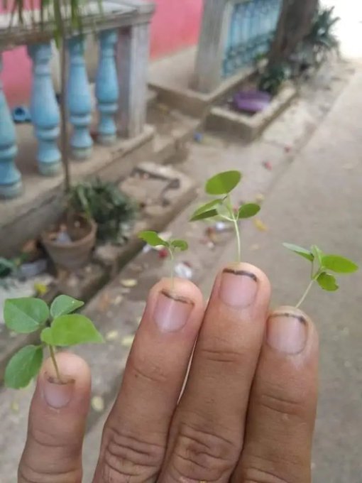A close-up of a person's hand holding small green sprout seedlings on their fingertips, with a blurred background showing blue-painted balusters and a street.