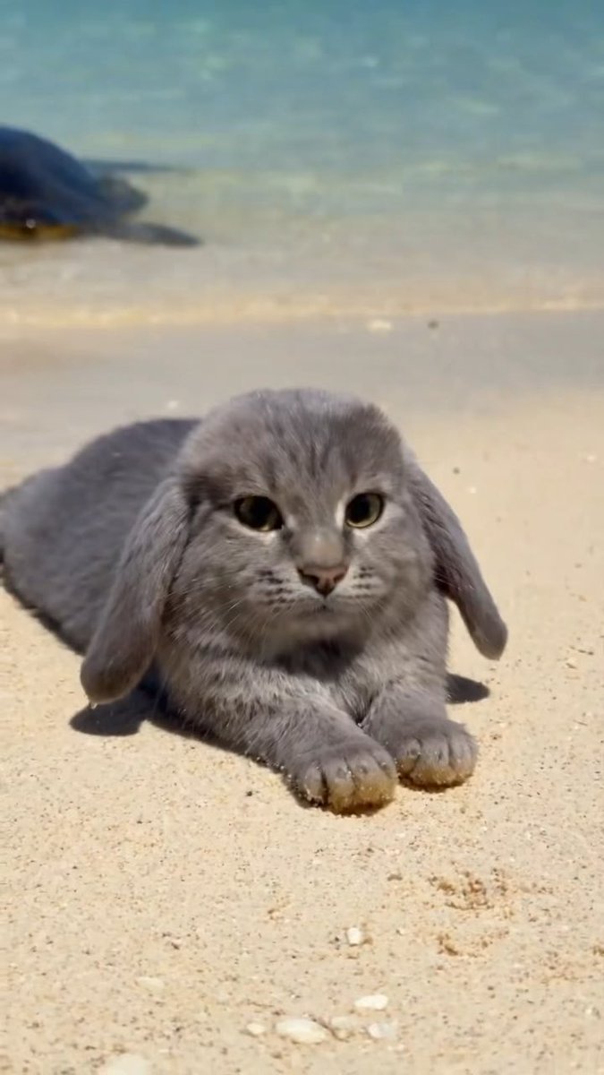 A gray lop-eared cat with folded ears lying on sandy ground near the edge of a clear blue body of water.
