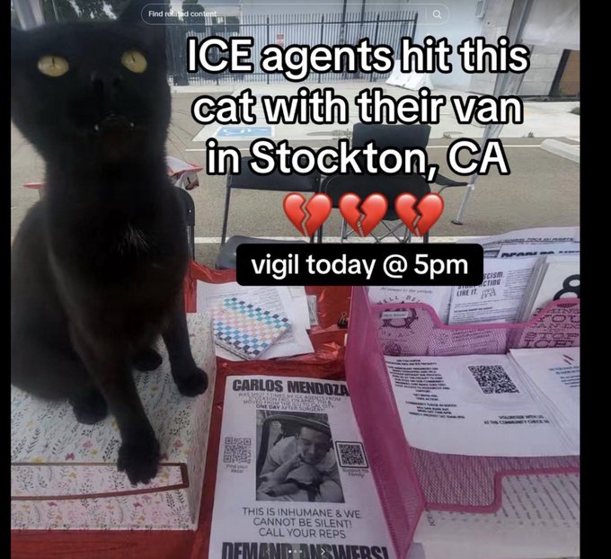 A black cat sits beside a memorial vigil display with flyers, including one reading "CARLOS MENDOZA" and "THIS IS INHUMANE & WE CANNOT BE SILENT!," with overlaid text stating "ICE agents hit this cat with their van in Stockton, CA" and "vigil today @ 5pm." The image appears unrelated to the post's content, which warns followers about scam tokens and advises caution against buying fake "crime cabal" meme coins.