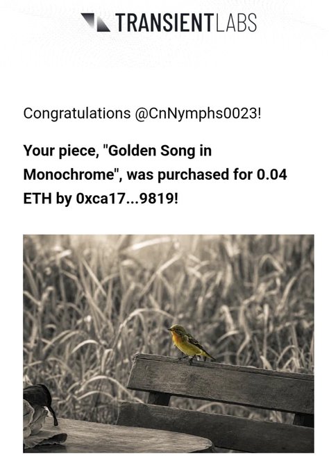 A notification from TRANSIENT LABS congratulating @CnNymphs0023 that their piece, 'Golden Song in Monochrome', was purchased for 0.04 ETH by 0xca17...9819, displayed above a black-and-white photo of a yellow bird on a wooden bench.