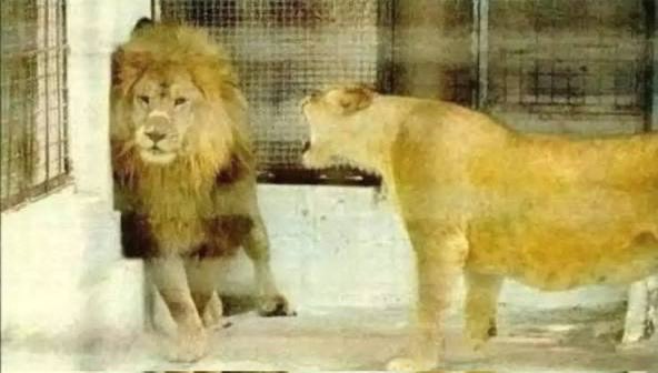A male lion with a full mane stands in a zoo enclosure facing a lioness. The image humorously illustrates the Korean meme contrasting the "king of the jungle" lion with the "lion of the jungle (cryptocurrency)," poking fun at the male lion's pride being challenged by the "Bitcoin lion."