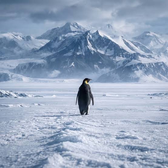 A lone emperor penguin walking across a snowy landscape with majestic snow-capped mountains in the background.