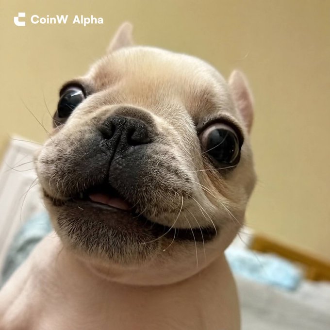 A close-up photo of a French Bulldog looking up with wide eyes and slightly open mouth, with 'CoinW Alpha' text and logo in the top left corner.