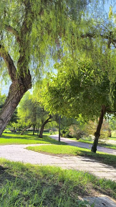 A serene park pathway winds beneath lush green willow trees on a sunny day, with dappled sunlight on the grass.