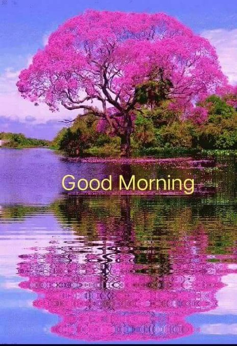 A stunning landscape featuring a vibrant pink-blossomed tree reflected in calm water, overlaid with "Good Morning" in yellow text. The serene, reflective imagery sets a peaceful tone for a Web3-focused message about the importance of open, user-protective blockchain networks like CNPY Network and Fhenix.