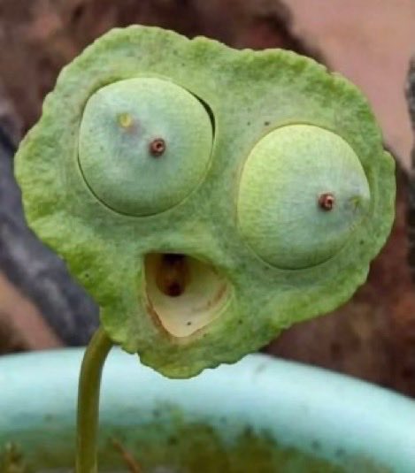 A close-up photograph of a peculiar green lotus seed pod with an open, mouth-like cavity in the center, giving it a surprised facial expression against a blurred background.