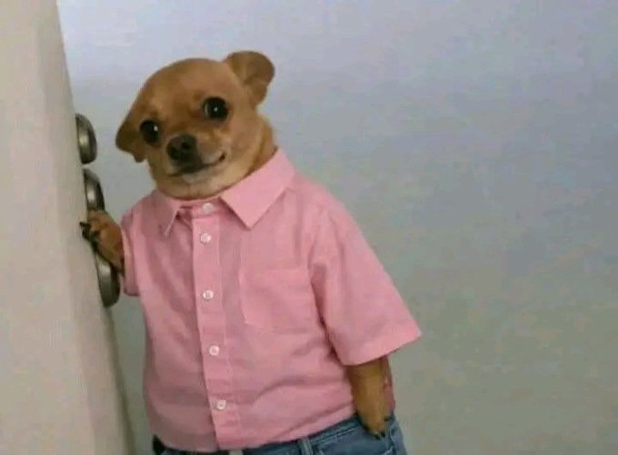 A humorous image of a small dog with a human-like body wearing a pink button-up shirt, standing next to a door with a doorknob.