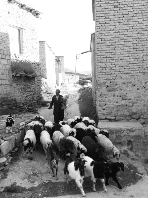 A black and white photograph of a person herding a flock of sheep and goats down a narrow path between old stone and brick buildings.