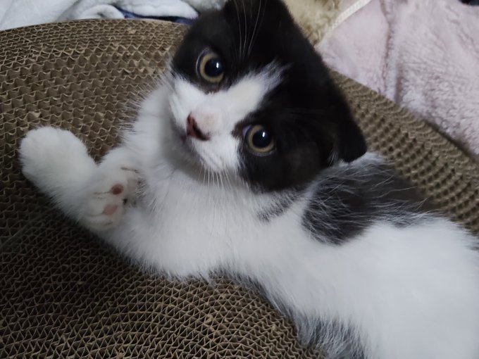 A black and white kitten with large, curious eyes lies on its back on a textured cardboard surface, with one paw playfully raised toward the camera.