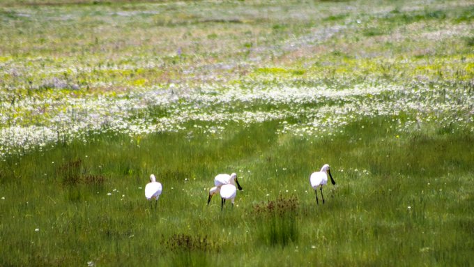 A group of white birds with black beaks (spoonbills) forages in a lush green meadow scattered with small white flowers.