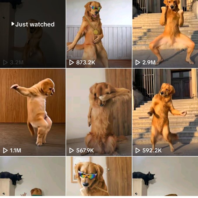 A grid of social media video thumbnails showing golden retrievers standing and dancing on their hind legs, with view counts like '3.2M' and '2.9M'.