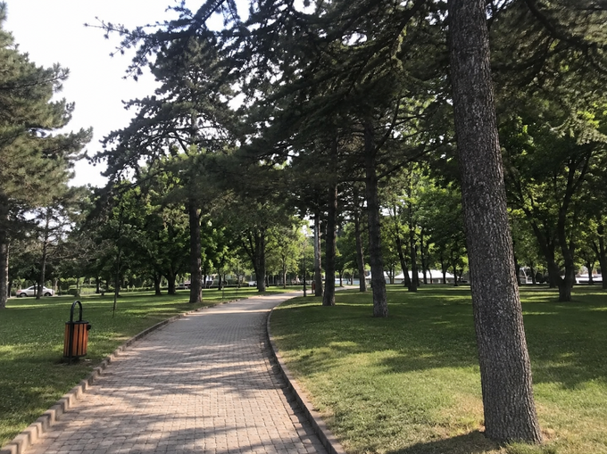 A serene park pathway winds through tall pine trees, inviting a peaceful Sunday stroll away from screens and market data. The empty, sunlit walkway embodies the post's message of taking a mental break from charts and news to enjoy nature's calm.