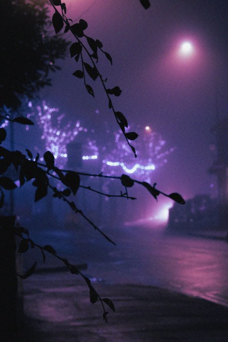 A moody, atmospheric night scene with purple and pink lighting, featuring silhouetted tree branches in the foreground and a streetlight glowing in the misty distance.