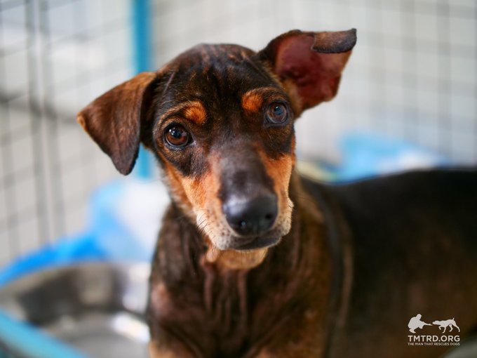 A close-up photograph of a brown and black dog with floppy ears looking at the camera, featuring a 'TMTRD.ORG' watermark.