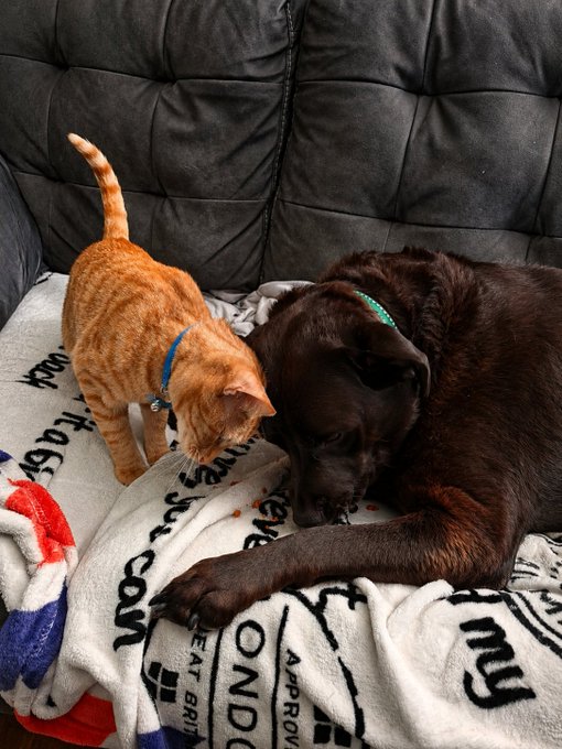 A heartwarming photograph of an orange tabby cat wearing a blue collar and a chocolate brown Labrador dog wearing a green collar sharing food on a white blanket with text patterns, sitting on a dark gray leather couch.