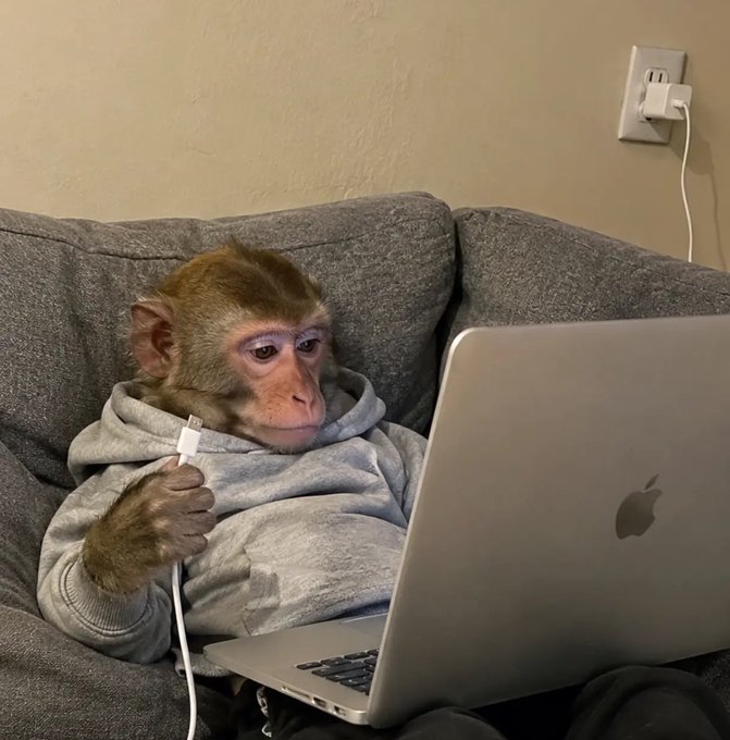 A small monkey wearing a gray hoodie sits on a couch, holding a charging cable and looking at an open MacBook laptop.