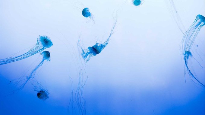 Several blue jellyfish drift through deep ocean waters, their translucent tentacles trailing gracefully in the murky depths.