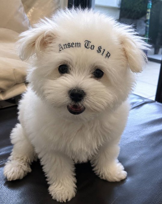 A fluffy white Maltese puppy with "Ansem To $1B" tattooed across its forehead sits smiling on a black leather surface. The image visually delivers the post's bold claim of the "first ever human to tattoo their dog" with the viral "$ANSEM to $1B" message, blending shock-value humor with crypto hype culture.