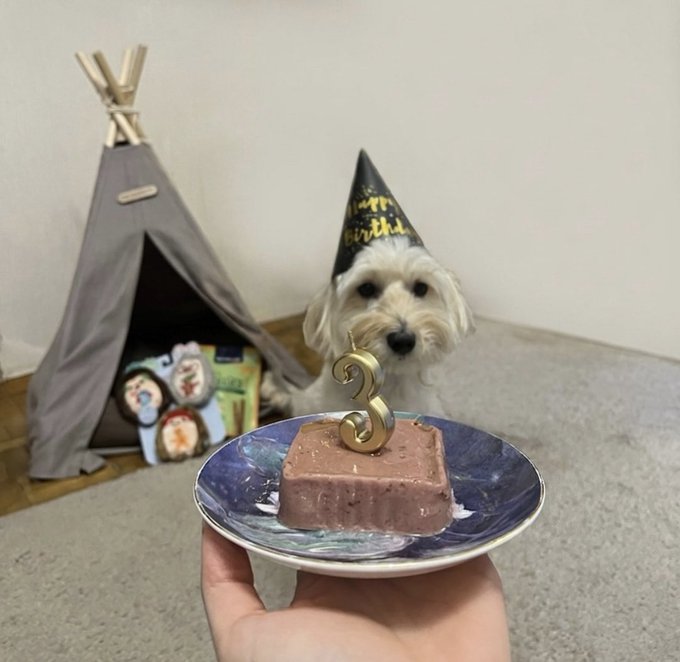 A small white dog wearing a 'Happy Birthday' party hat sits behind a plate holding a square pink dessert topped with a gold '3' candle, with a grey pet teepee in the background.