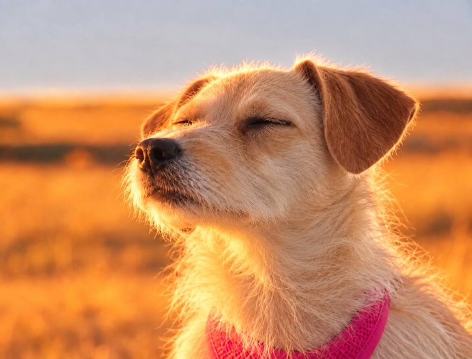 A close-up photograph of a golden Labrador dog with closed eyes, basking in warm golden hour sunlight while wearing a pink harness.