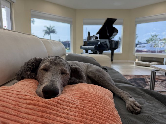 A gray poodle sleeps peacefully on a couch with an orange pillow, with a grand piano visible in the living room behind it.