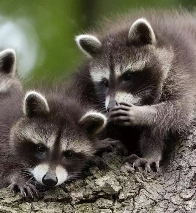 Two baby raccoons sitting on a tree branch, with one holding its paw near its mouth and the other gazing forward.