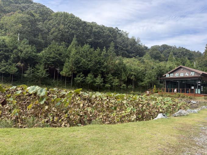 A scenic outdoor view of a building with a Korean sign, surrounded by trees and a field of withered lotus plants, with mountains visible in the background.