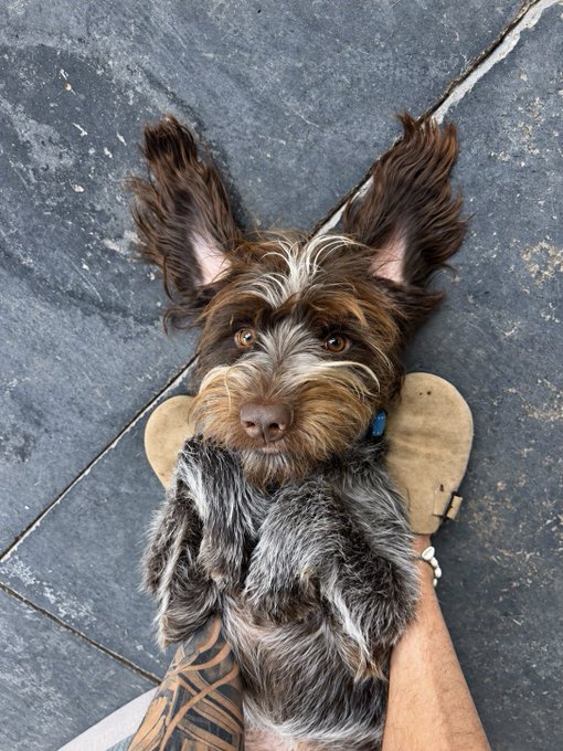 A small brown dog with long hair looks up at the camera while being held by a person with a tattooed arm over a tiled floor.