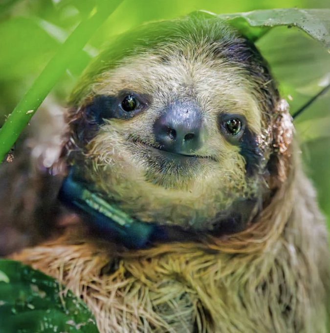 A close-up photograph of a sloth with shaggy brown and tan fur, looking directly at the camera with a slight smile while surrounded by green foliage.