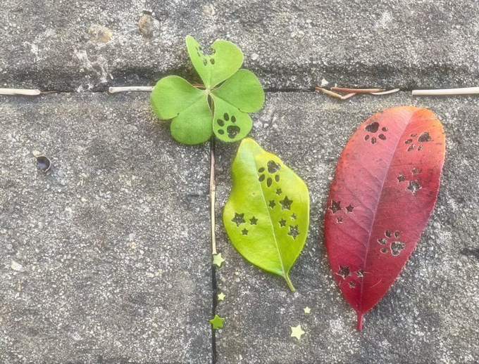 Three leaves — a clover, a green leaf, and a red leaf — lie on stone pavement, each punched with decorative cut-out shapes like paws, stars, and hearts.
