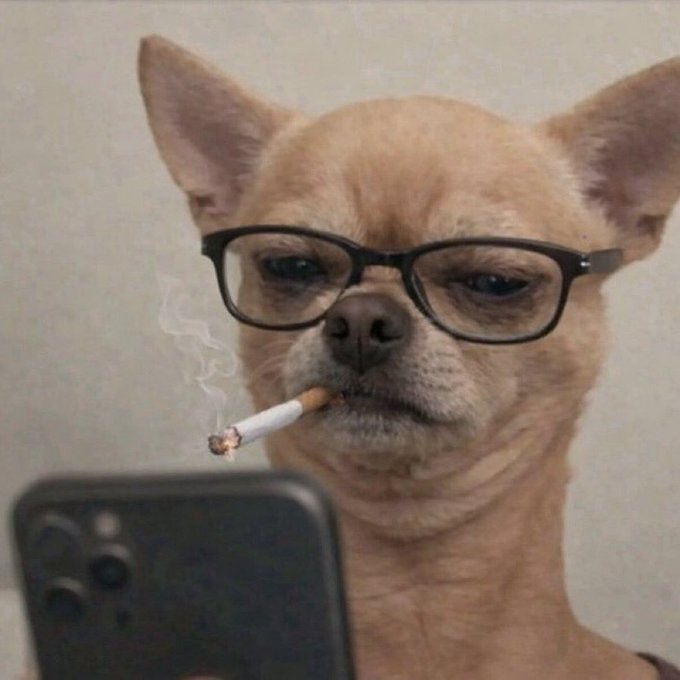 In this image, a small brown dog wearing glasses is holding a cigarette between its paws while looking at a cell phone displaying "GM CT Weekend grind just getting started Alpha @TheARCTERMINAL The @useTria leaderboard has been extended by 30d Worth watching @sleepagotchi Lock in".