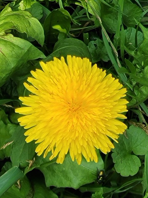 A bright yellow dandelion flower in full bloom is surrounded by green leaves and grass, with a small yellow and black insect visible near the bottom right of the bloom.