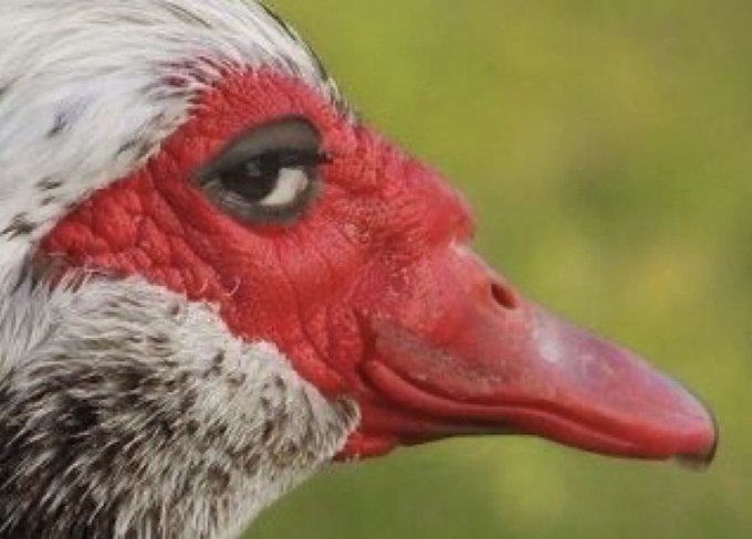 A close-up of a white goose with vivid red facial skin, its piercing eye staring intensely to the side—capturing the smug, sideways glance of an OG who just watched their bearish thesis get obliterated as BTC ripped 15k higher and hype hit all-time highs.