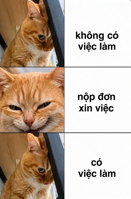 A three-panel meme features an orange cat; the text reads "không có việc làm" (unemployed) next to a sad cat, "nộp đơn xin việc" (applying for jobs) next to a squinting cat, and "có việc làm" (employed) next to the same sad cat.