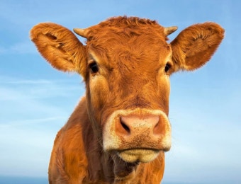 A close-up portrait of a brown cow with small horns looking directly at the camera against a clear blue sky.