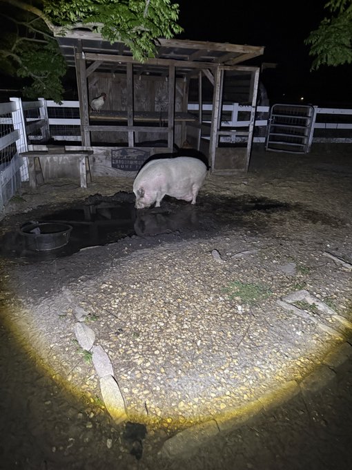 At night, a pig stands near a puddle of water in a fenced enclosure, with a rooster perched on a structure in the background, all illuminated by a flashlight beam.