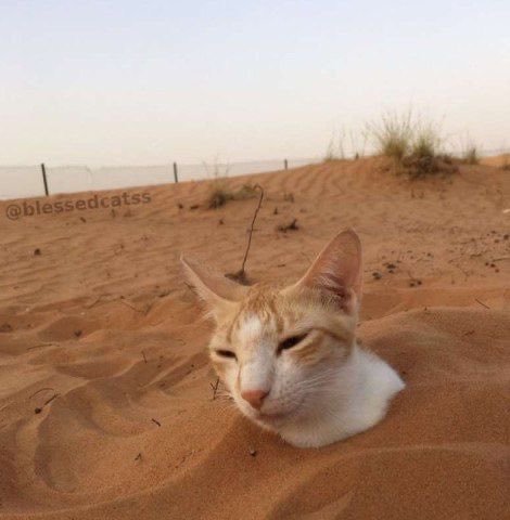 A ginger and white cat with its head poking out of sand in a desert landscape under a hazy sky, with the watermark '@blessedcatss' in the upper left corner.