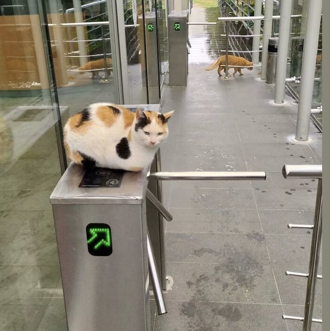 A calico cat sitting on a metal turnstile at a building entrance with green arrow indicators, while an orange cat walks in the background on wet pavement.