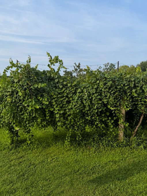 A lush green grapevine trellis stands in a grassy field under a blue sky with light clouds.