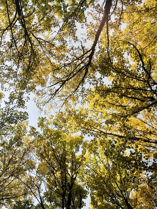 A photograph looking up through the canopy of trees with yellow autumn leaves against a bright sky.