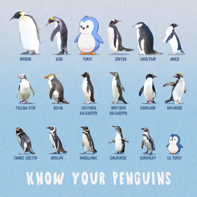 An educational infographic titled 'KNOW YOUR PENGUINS' displaying 18 illustrated penguin species with labels including Emperor, King, Gentoo, Chinstrap, Adelie, and Galapagos.