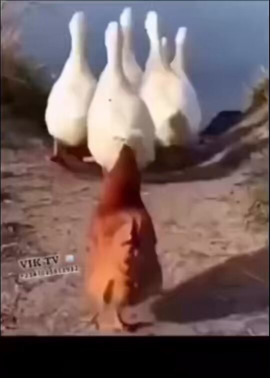The image shows a group of ducks walking together, with one duck appearing to be leading the others. There are five white ducks in total, with three following behind the leader and two more ducks positioned further back in the scene. The background features a body of water, adding to the overall composition of the photo.