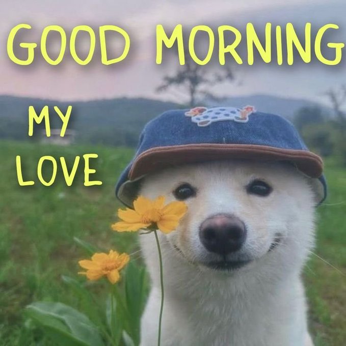A 'Good Morning My Love' greeting meme featuring a white dog wearing a blue denim cap and holding a yellow flower in a green field.