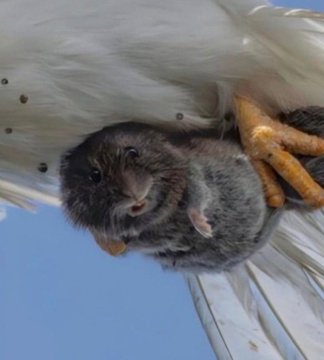 Close-up photo of a small grey mouse being held in a bird's talons with white feathers.
